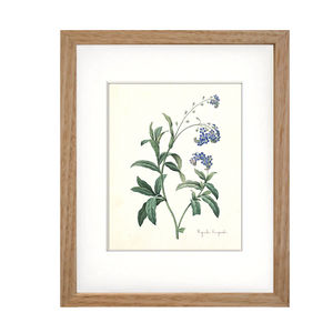 Framed Blue Botanical Prints - 4 Design Options