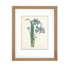 Framed Blue Botanical Prints - 4 Design Options