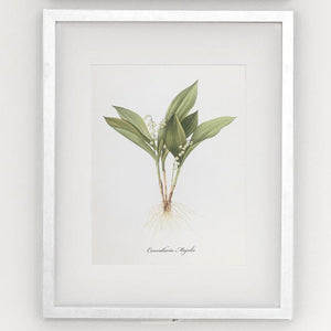 Framed Botanical Prints - 4 Design Options