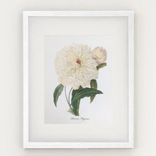 Framed Botanical Prints - 4 Design Options