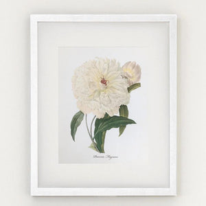 Framed Botanical Prints - 4 Design Options