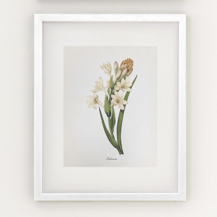 Framed Botanical Prints - 4 Design Options