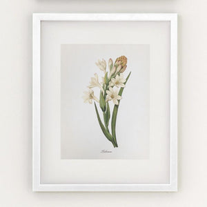 Framed Botanical Prints - 4 Design Options