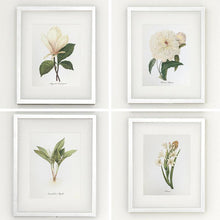 Framed Botanical Prints - 4 Design Options