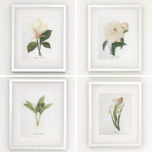 Framed Botanical Prints - 4 Design Options
