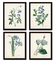 Framed Blue Botanical Prints - 4 Design Options