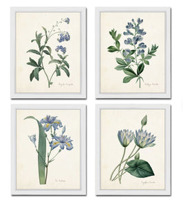 Framed Blue Botanical Prints - 4 Design Options