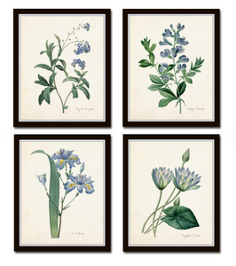 Framed Blue Botanical Prints - 4 Design Options