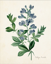 Framed Blue Botanical Prints - 4 Design Options
