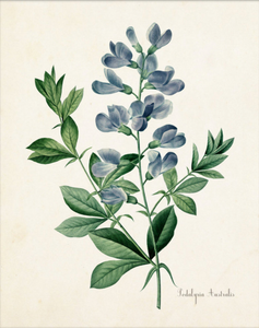Framed Blue Botanical Prints - 4 Design Options