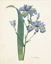 Framed Blue Botanical Prints - 4 Design Options