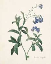 Framed Blue Botanical Prints - 4 Design Options