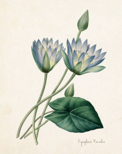 Framed Blue Botanical Prints - 4 Design Options - Botanical 1 / Black