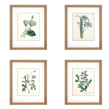Framed Blue Botanical Prints - 4 Design Options