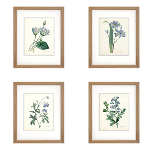 Framed Blue Botanical Prints - 4 Design Options